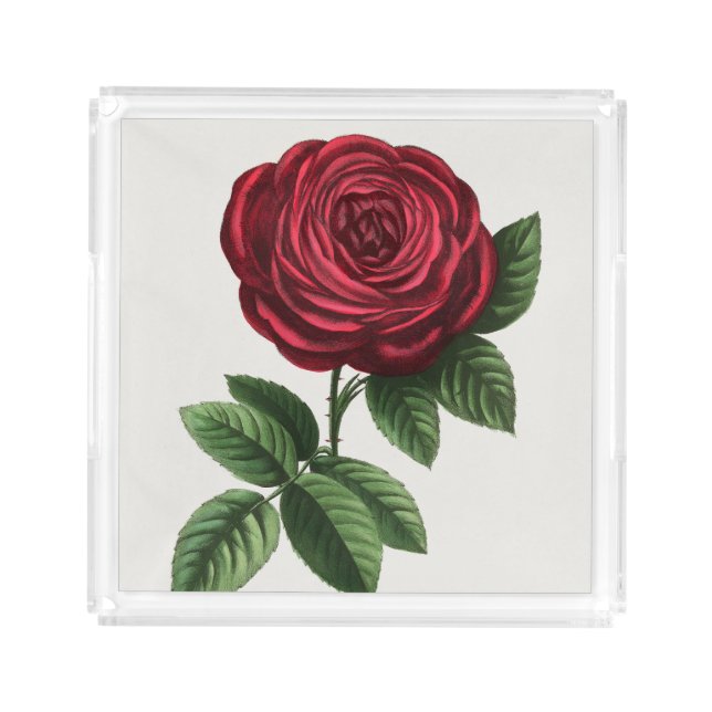 Antique Rose Lithograph, François-Frédéric Grobon Acrylic Tray (Front)