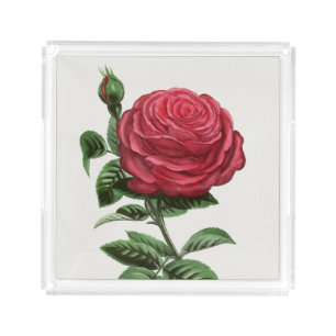 Antique Rose Lithograph, François-Frédéric Grobon Acrylic Tray