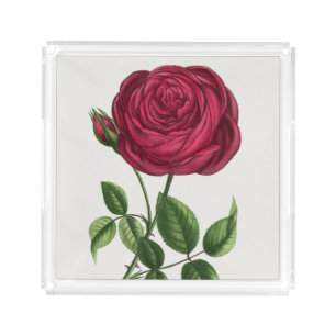 Antique Rose Lithograph, François-Frédéric Grobon Acrylic Tray