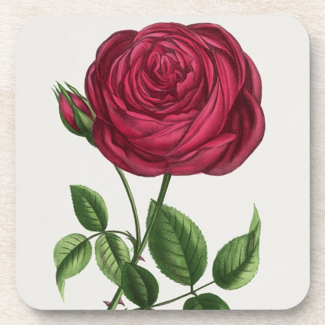 Antique Rose Lithograph, François-Frédéric Grobon Beverage Coaster (Front)