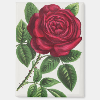 Antique Rose Lithograph, François-Frédéric Grobon Magnet