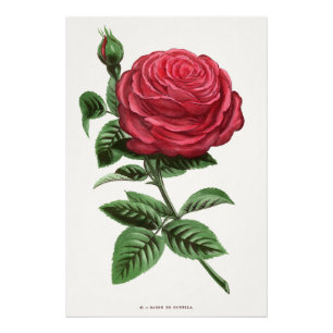 Antique Rose Lithograph, François-Frédéric Grobon Photo Print