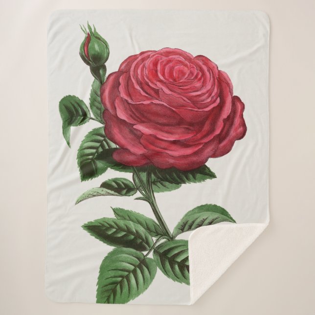 Antique Rose Lithograph, François-Frédéric Grobon Sherpa Blanket (Front)
