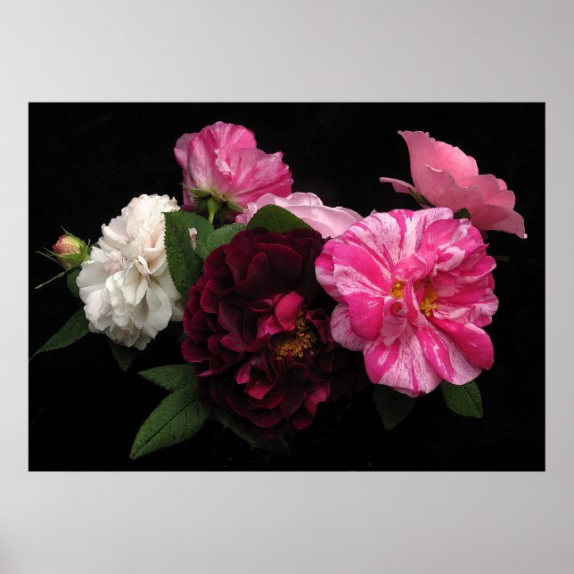 Antique Roses Poster (Front)