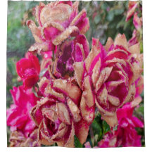 Antique Roses 