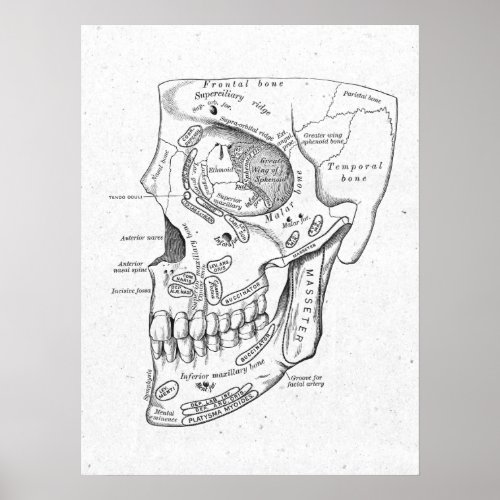 Antique Skull  Face Bones Vintage Poster