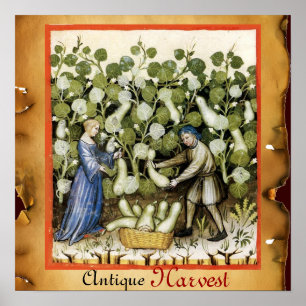 ANTIQUE SQUASH HARVEST POSTER