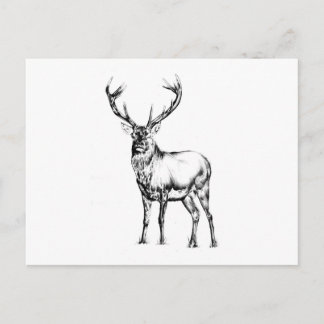 Antique stag art drawing handmade nature postcard