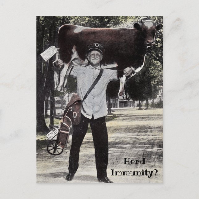 Antique style Herd Immunity cow delivery deliver Postcard (Front)