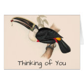 Antique Toucan Bird Wildlife Painting (Front Horizontal)