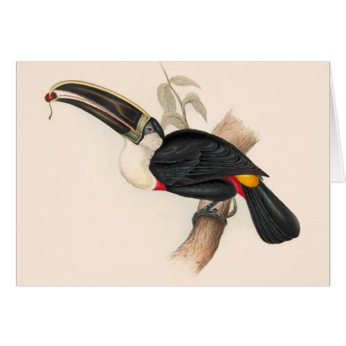 Antique Toucan Bird Wildlife Painting