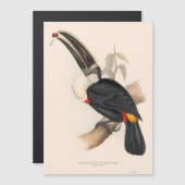 Antique Toucan Bird Wildlife Painting (Front/Back)