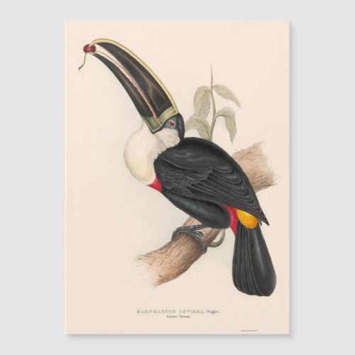 Antique Toucan Bird Wildlife Painting