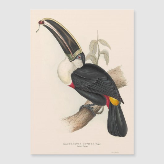 Antique Toucan Bird Wildlife Painting (Front)