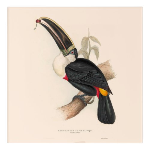 Antique Toucan Bird Wildlife Painting Acrylic Print