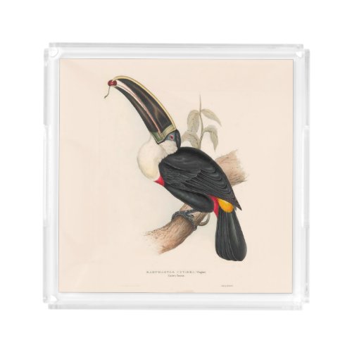 Antique Toucan Bird Wildlife Painting Acrylic Tray