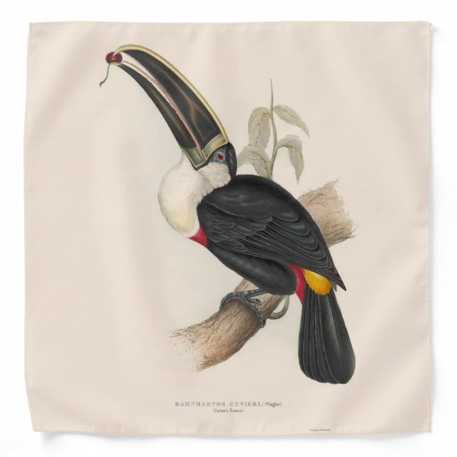 Antique Toucan Bird Wildlife Painting Bandana (Front)