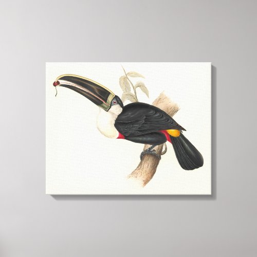 Antique Toucan Bird Wildlife Painting Canvas Print