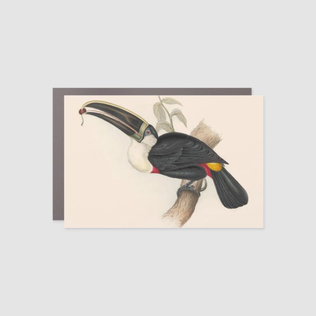 Antique Toucan Bird Wildlife Painting Car Magnet (Front)