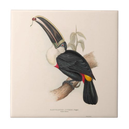 Antique Toucan Bird Wildlife Painting Ceramic Tile
