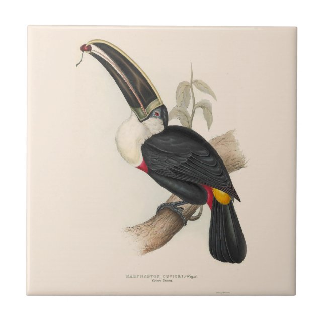 Antique Toucan Bird Wildlife Painting Ceramic Tile (Front)