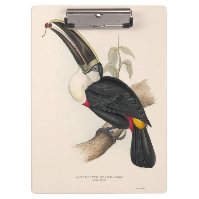 Antique Toucan Bird Wildlife Painting Clipboard (Front)