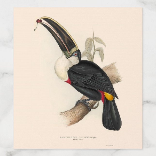 Antique Toucan Bird Wildlife Painting Envelope Liner (Design)