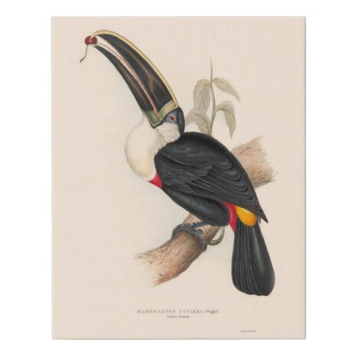 Antique Toucan Bird Wildlife Painting Faux Canvas Print