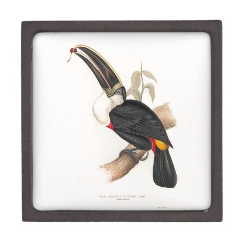 Antique Toucan Bird Wildlife Painting Gift Box