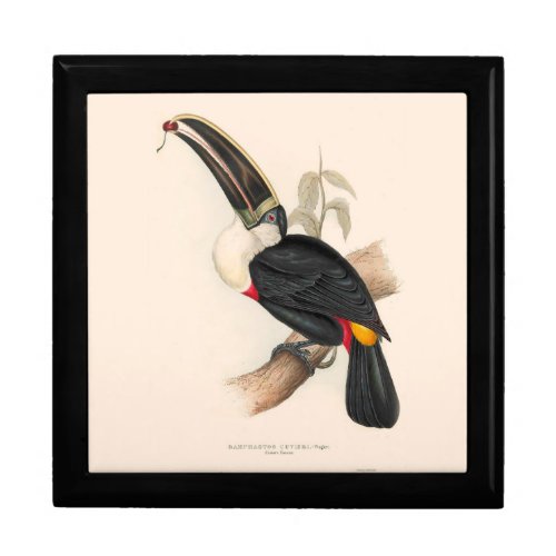 Antique Toucan Bird Wildlife Painting Gift Box