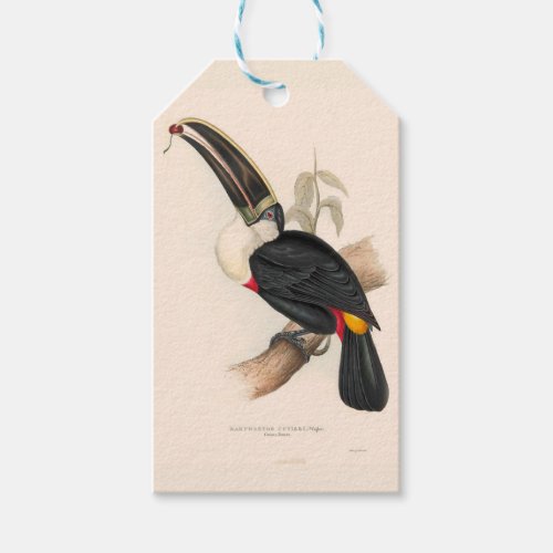 Antique Toucan Bird Wildlife Painting Gift Tags