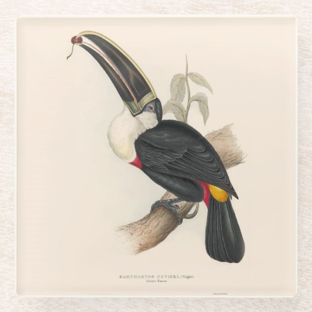 Antique Toucan Bird Wildlife Painting Glass Coaster (Front)
