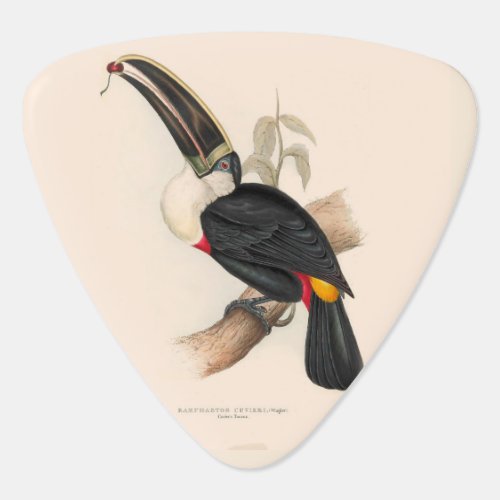 Antique Toucan Bird Wildlife Painting Guitar Pick