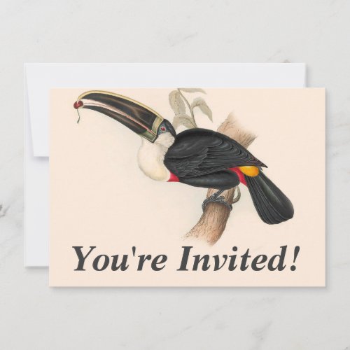 Antique Toucan Bird Wildlife Painting Invitation
