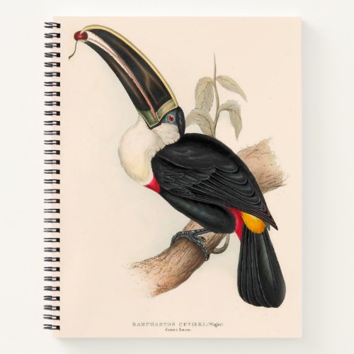 Antique Toucan Bird Wildlife Painting Notebook