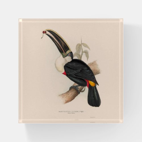 Antique Toucan Bird Wildlife Painting Paperweight