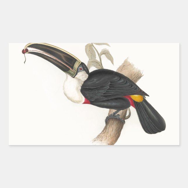 Antique Toucan Bird Wildlife Painting Rectangular Sticker (Front)