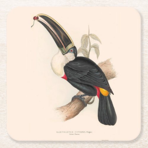 Antique Toucan Bird Wildlife Painting Square Paper Coaster