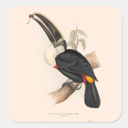 Antique Toucan Bird Wildlife Painting Square Sticker