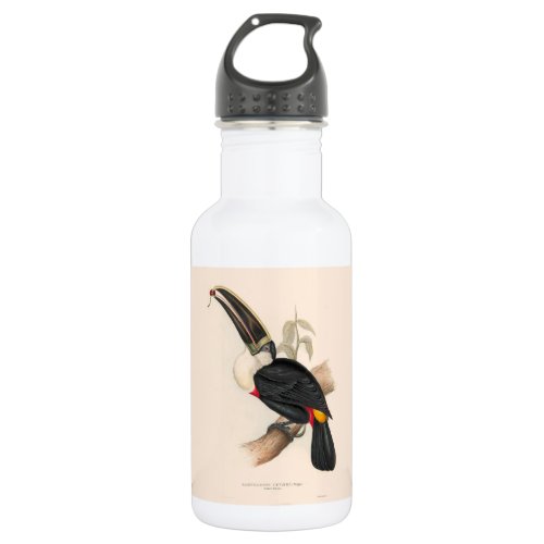 Antique Toucan Bird Wildlife Painting Stainless Steel Water Bottle