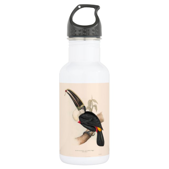 Antique Toucan Bird Wildlife Painting Stainless Steel Water Bottle (Front)