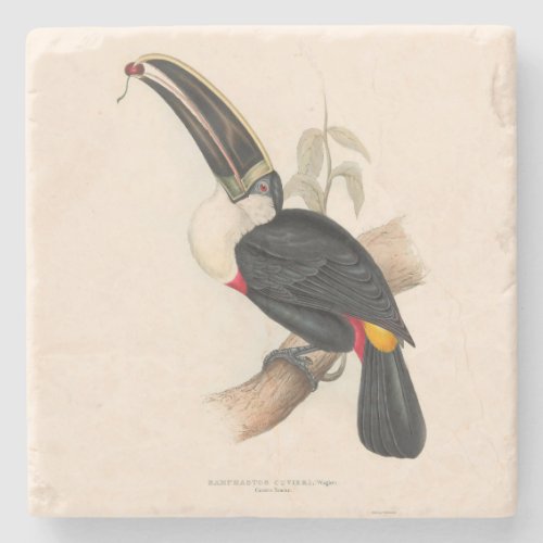 Antique Toucan Bird Wildlife Painting Stone Coaster