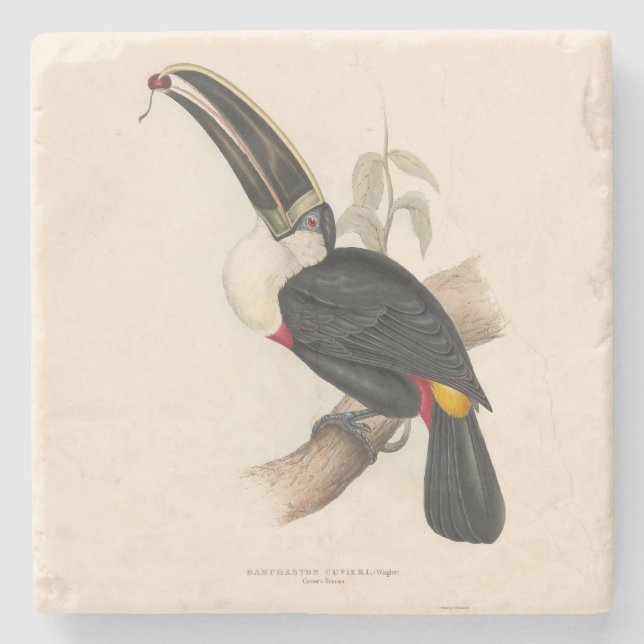 Antique Toucan Bird Wildlife Painting Stone Coaster (Front)