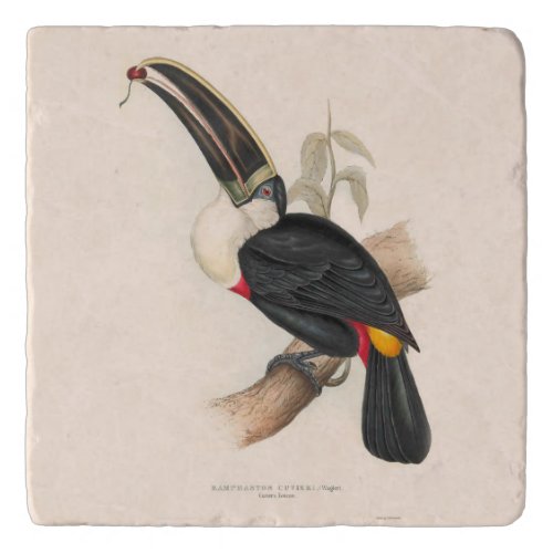 Antique Toucan Bird Wildlife Painting Trivet