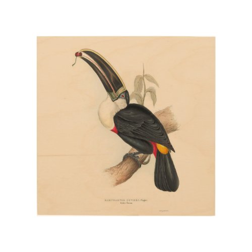 Antique Toucan Bird Wildlife Painting Wood Wall Art