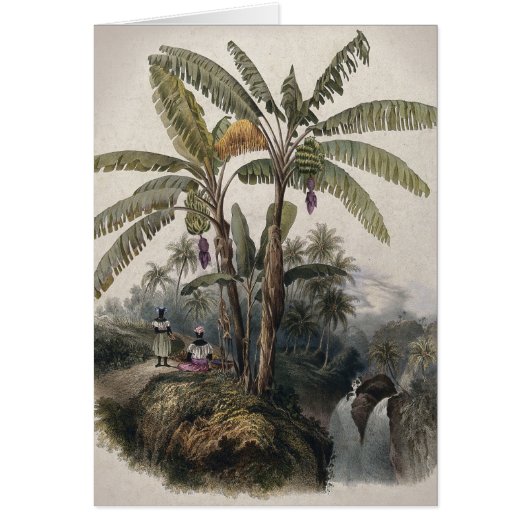 Antique Tropical Banana Tree Forest | Vintage Bota (Front)