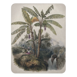 Antique Tropical Banana Tree Forest Vintage Bota Door Sign