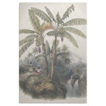 Antique Tropical Banana Tree Forest | Vintage Bota Gallery Wrap