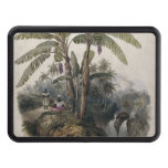 Antique Tropical Banana Tree Forest | Vintage Bota Hitch Cover