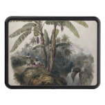 Antique Tropical Banana Tree Forest | Vintage Bota Hitch Cover